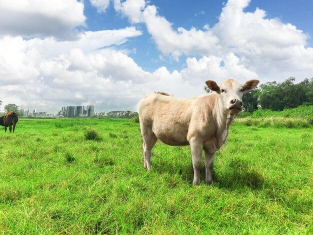 Cattle on the grass under the blue sky and white clouds