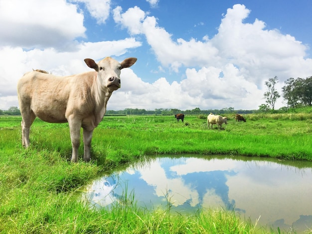 Cattle on the grass under the blue sky and white clouds