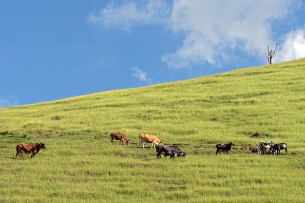 Cattle grazing on green grass hill