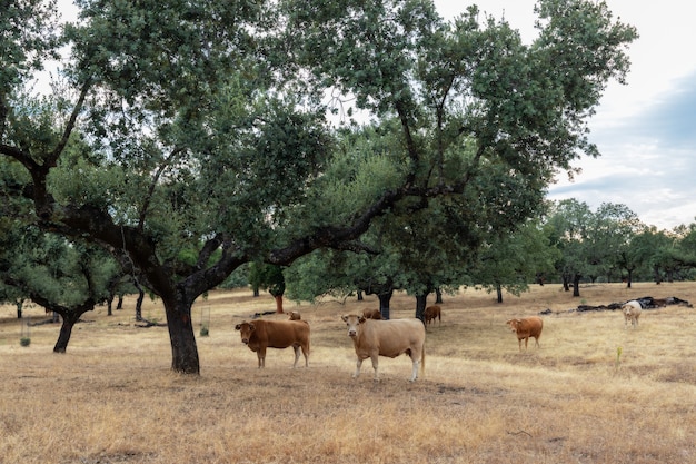 Cattle grazing in a meadow