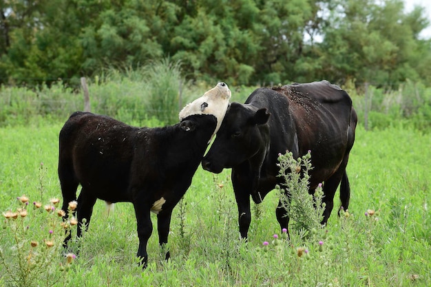Выпас скота в сельской местности пампасов Ла Пампа Аргентина