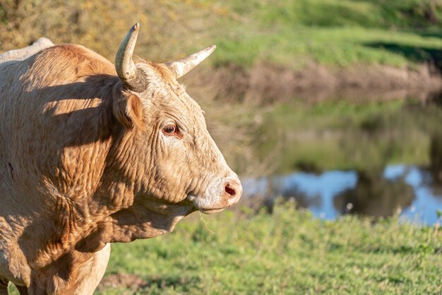 Cattle grazing in the pasture looking at the camera on sunny day