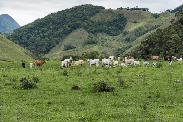 Cattle grazing in the pasture with mountains in the background. Oxen, cows and calves together. Sana, mountainous region of Rio de Janeiro.