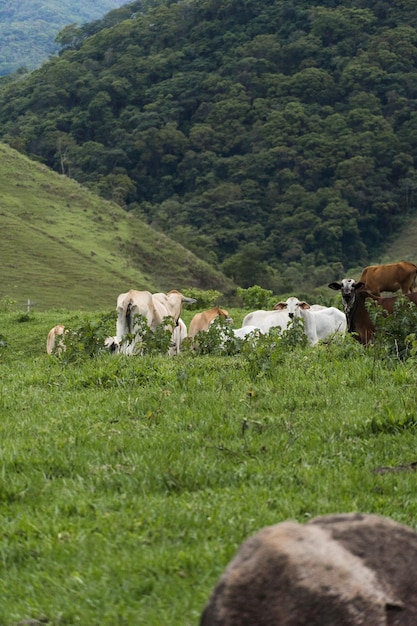 Выпас скота на пастбище с горами на заднем плане. Быки, коровы и телята вместе. Сана, горный регион Рио-де-Жанейро.