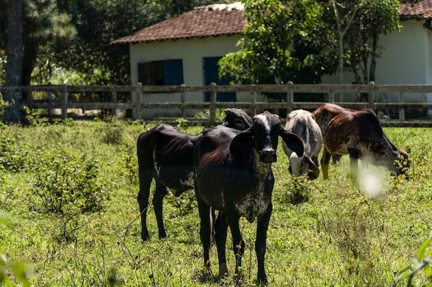 Cattle grazing in the pasture with mountains and nature in the background Oxen cows and calves together Tremembe mountainous region with a lot of bush in Sao Paulo Sunny day