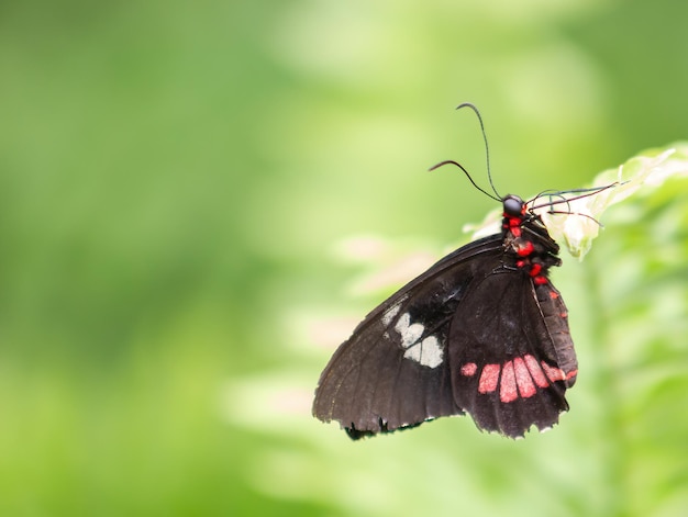 Cattle heart butterfly perched on a leaf. Parides iphidamas