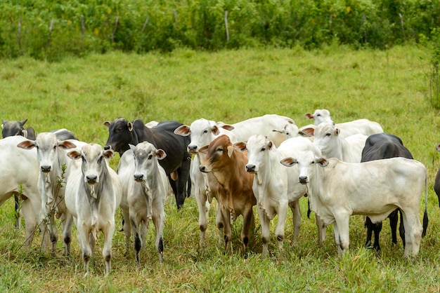 Photo cattle herd of nelore cattle in the northeast region of brazil livestock