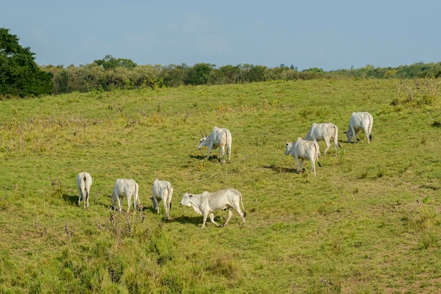 ウシ ブラジル北東部のネローレ牛の群れ 家畜