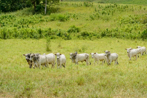 ウシ ブラジル北東部のネローレ牛の群れ 家畜