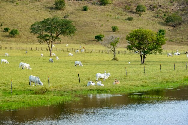 ブラジルの家畜の牧草地で Nelore 牛の牛の群れ