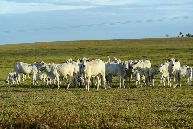 Cattle Herd of Nelore cattle in the pasture in the late afternoon Brazilian livestock