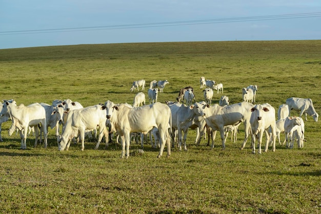 ブラジルの家畜の午後遅くに牧草地で Nelore 牛の牛の群れ