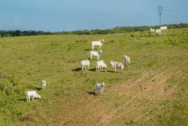 브라질 북동부 지역의 Nelore 소 떼 가축
