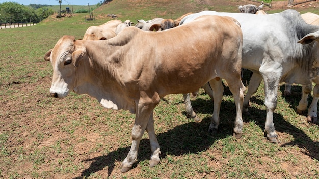 Cattle herd in the pasture