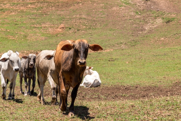 Cattle herd in the pasture