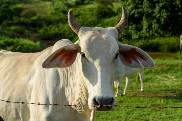 牛 ブラジルのパライバ州の小さな農場で持続的に飼育されたネロール牛の群れ