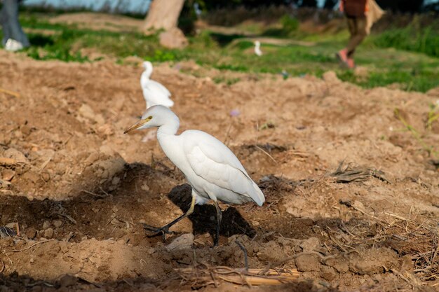 Foto airone bovino bubulcus ibis nel campo