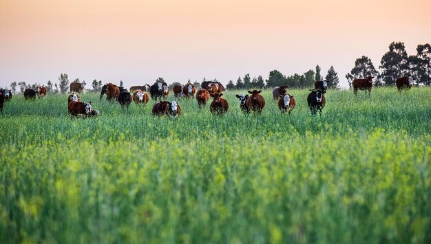 写真 パンパスの牛の風景 パタゴニア アルゼンチン