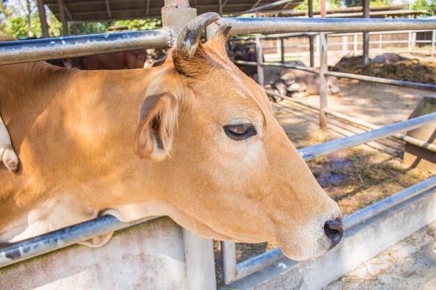 Cattle inside the zoo.