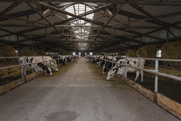 cattle life on a livestock farm
