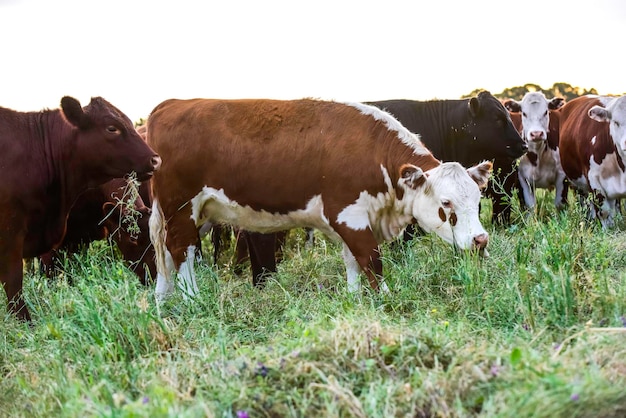 Cattle looking at the camera La Pampa Province Patagonia Argentina