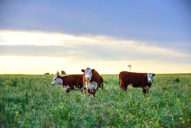 Cattle looking at the camera La Pampa Province Patagonia Argentina