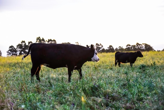 Cattle looking at the camera La Pampa Province Patagonia Argentina