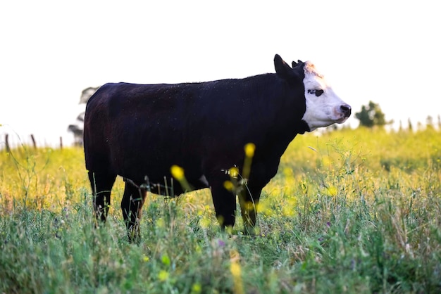 Cattle looking at the camera La Pampa Province Patagonia Argentina