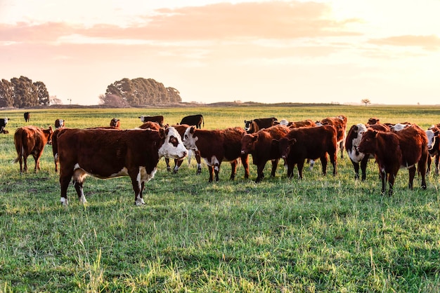 Photo cattle looking to the camera patagonia argentina