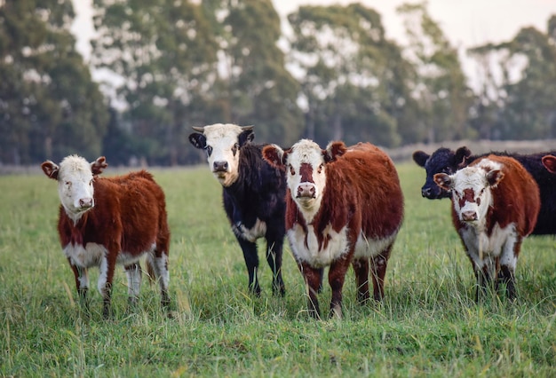 Cattle looking to the camera Patagonia Argentina