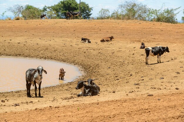 사진 브라질 페르남부코에서 가으로 인해 진이 많은 우물에서 물을 찾는 가축