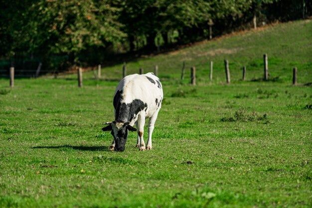 Cattle in the meadow Cows on a green field