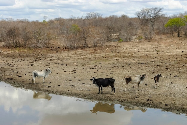 ブラジル、ラストロパライバのカーチンガバイオームの乾季の泥だらけの湖の牛