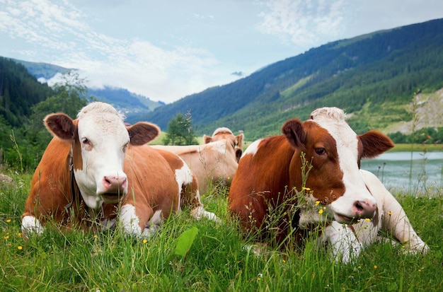 写真 山の牧草地の牛。オーストリアアルプスの茶色の牛
