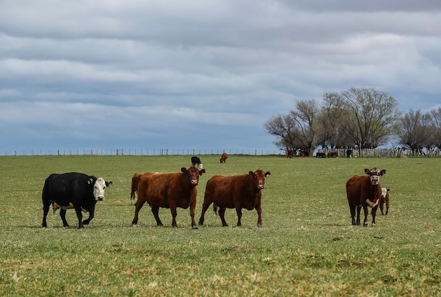 Cattle in pampas countryside La Pampa Argentina