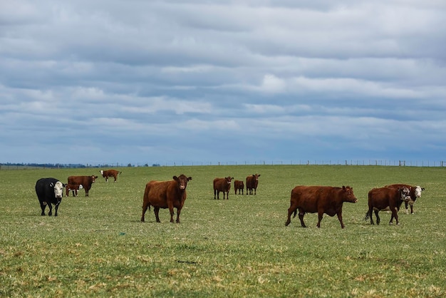 Cattle in pampas countryside La Pampa Argentina