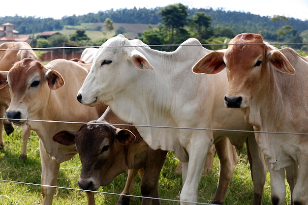 Cattle in the pasture, Brazil