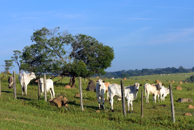 Cattle on pasture on green fields countryside