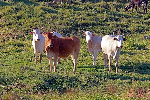 Photo cattle in pasture, sao paulo state, brazil