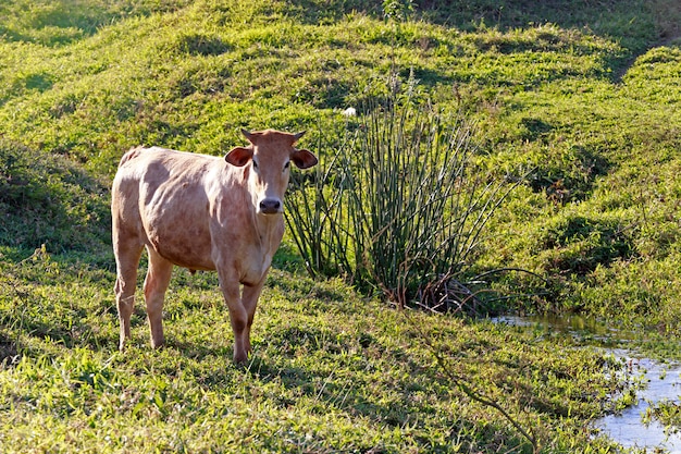 Cattle in pasture, next to a stream