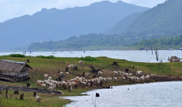 Cattle in the pasture in Thailand