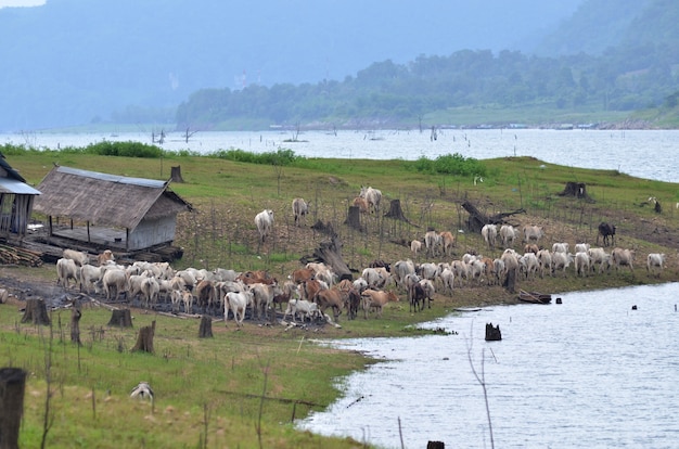 Cattle in the pasture in Thailand