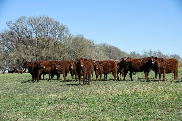 Cattle raising in pampas countryside La Pampa province Argentina