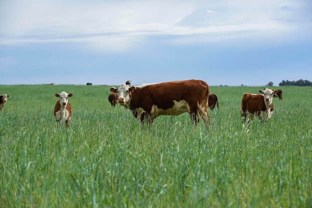 Cattle raising with natural pastures in Pampas countryside La Pampa ProvincePatagonia Argentina