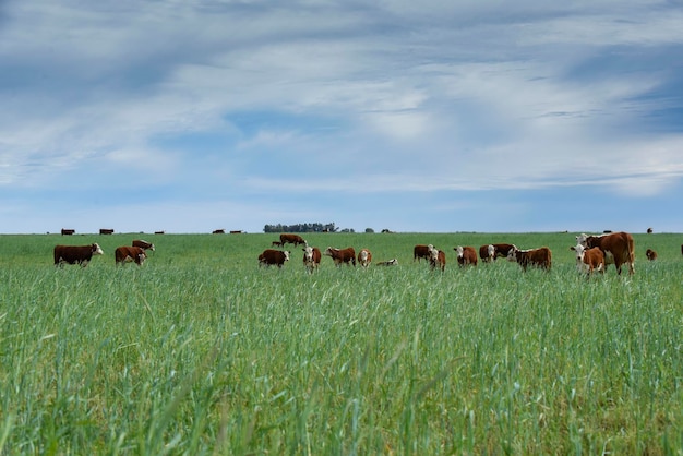 Cattle raising with natural pastures in Pampas countryside La Pampa ProvincePatagonia Argentina