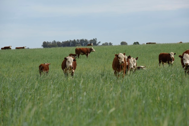 Cattle raising with natural pastures in Pampas countryside La Pampa ProvincePatagonia Argentina