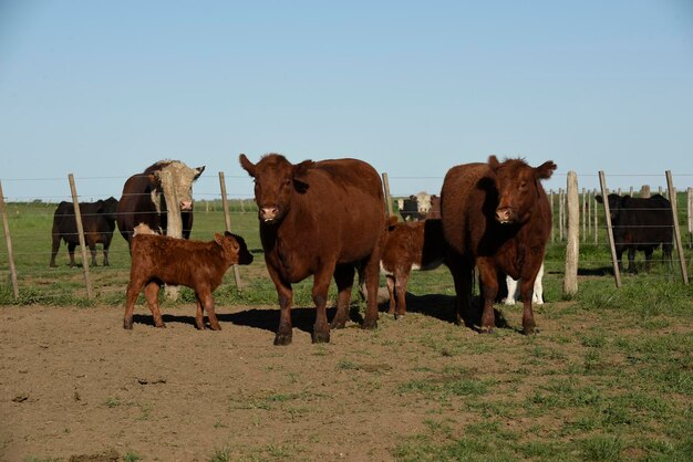 Cattle raising with natural pastures in Pampas countryside La Pampa ProvincePatagonia Argentina
