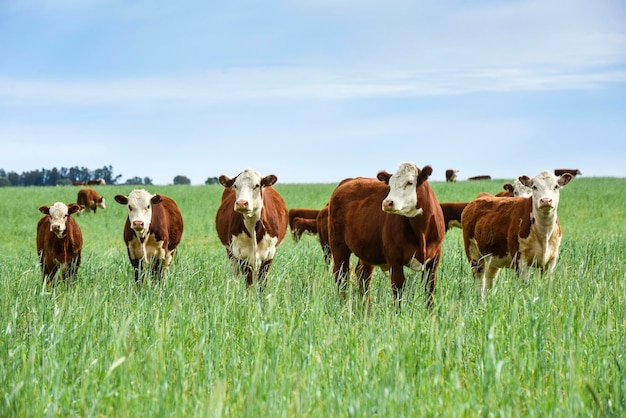Выращивание крупного рогатого скота на естественных пастбищах в сельской местности Пампы Провинция Ла-Пампа Патагония Аргентина