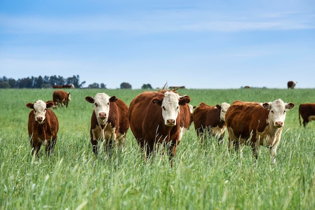 Photo cattle raising with natural pastures in pampas countryside la pampa provincepatagonia argentina