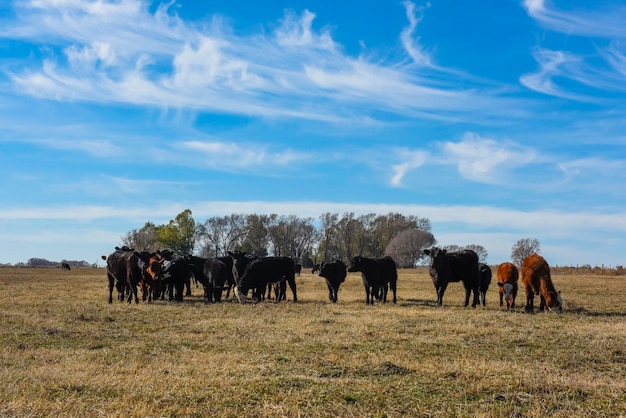 Cattle raising with natural pastures in Pampas countryside La Pampa ProvincePatagonia Argentina